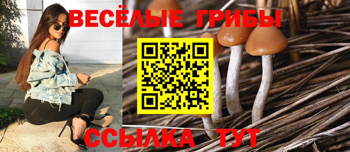 Псилоцибиновые грибы Psilocybine cubensis Краснокаменск
